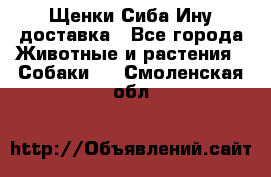 Щенки Сиба Ину доставка - Все города Животные и растения » Собаки   . Смоленская обл.